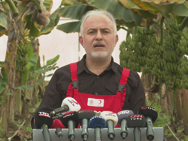 Banana Harvest In Hatay